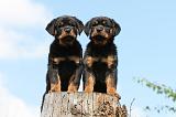 ROTTWEILER 212